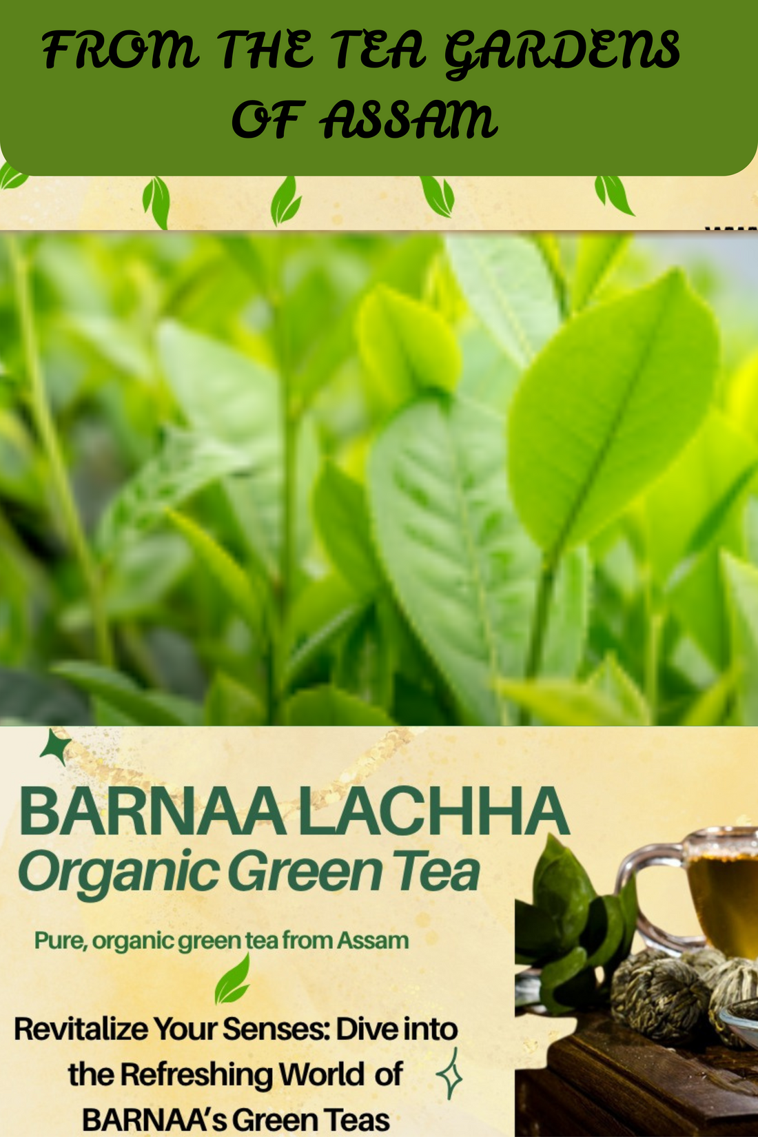 BARNAA LACHHA - ORGANIC GREEN TEA