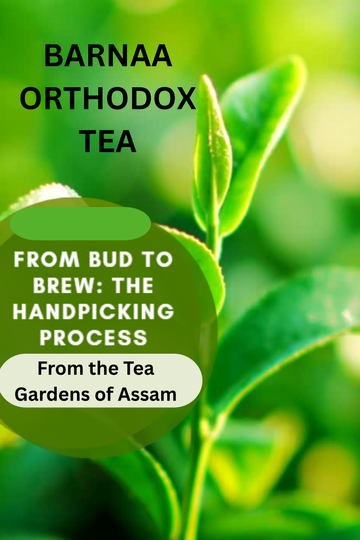 BARNAA ORTHODOX TEA || TEA PLUCKED, PROCESSED, PACKAGED IN ASSAM