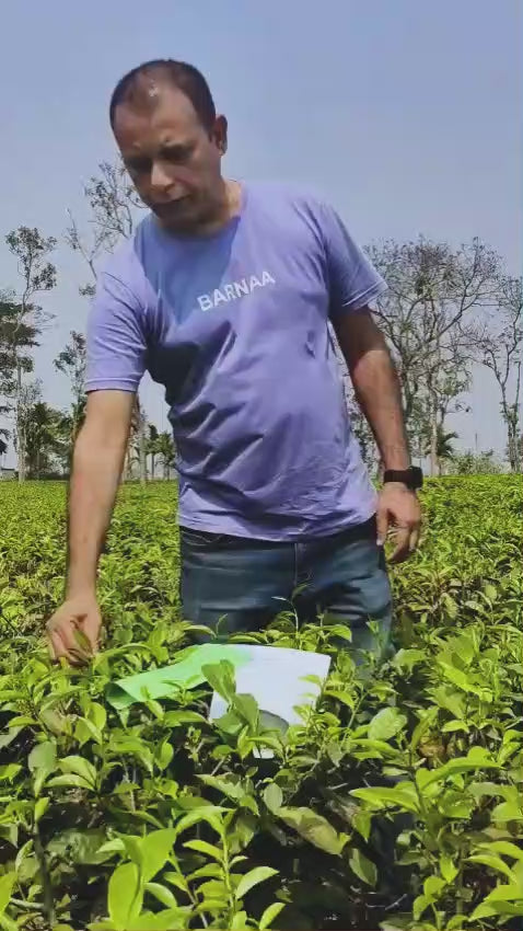 BARNAA LACHHA - ORGANIC GREEN TEA